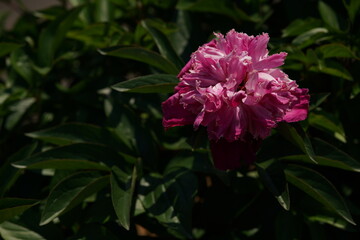 Pink Double-Flowered Japanese Peony