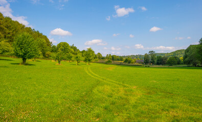 Grassy fields and trees with lush green foliage in green rolling hills below a blue sky in sunlight in summer