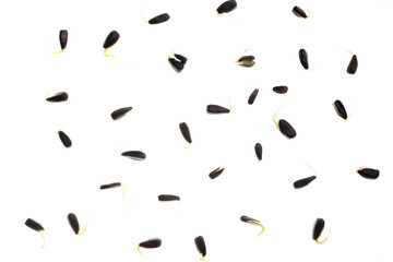 Germinated sunflower seeds isolated on a white background