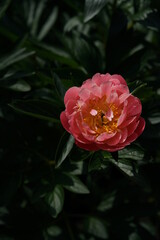 Light Orange Japanese Peony