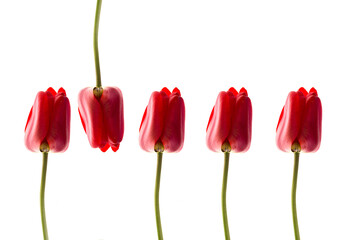 Red tulips isolated on white background. A row of tulips.