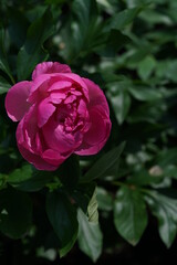 Pink Double-Flowered Japanese Peony