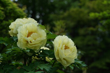 Light Yellow Japanese Peony