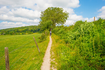 Grassy fields and trees with lush green foliage in green rolling hills below a blue sky in sunlight in summer
