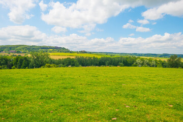 Grassy fields and trees with lush green foliage in green rolling hills below a blue sky in sunlight in summer