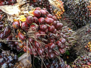 Oil palm fruit (Elaeis guineensis) in the Kalimantan Plantation