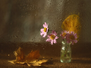 Autumn flowers Cosmos with yellow leaves behind glass, after the rain.Selected focus on glass and...