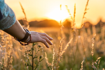 Fototapeta na wymiar Beautiful woman standing walking in grass field touching wheat with landscape of sunset in summer
