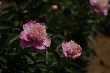 Light Pink Double-Flowered Japanese Peony