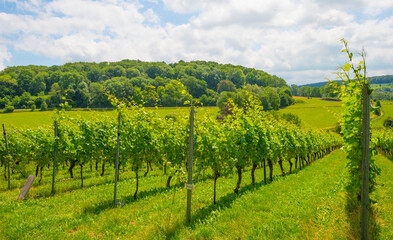 Naklejka premium Vineyard on the slope of a green grassy hill in a valley below a blue sky in sunlight in summer