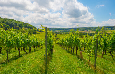 Fototapeta na wymiar Vineyard on the slope of a green grassy hill in a valley below a blue sky in sunlight in summer