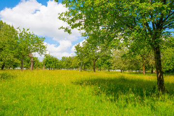 Apple trees in an orchard in a green meadow on the slope of a hill below a blue sky in sunlight in summer