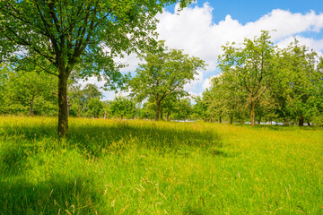 Obraz premium Apple trees in an orchard in a green meadow on the slope of a hill below a blue sky in sunlight in summer