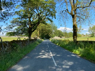 Fototapeta na wymiar Country lane, leading down toward the village of Linton, with old trees and plants near, Linton, Skipton, UK