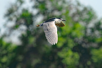 Adult Black-crowned Night Heron, (Nycticorax nycticorax), approaching in flight with Mature Green Trees in background