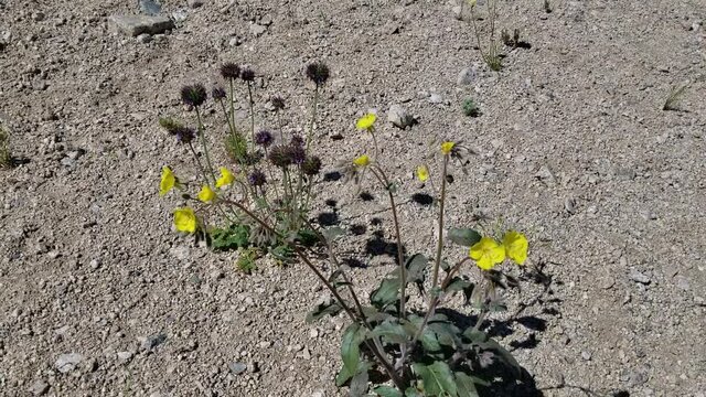Golden blooms of Yellow Cups, Chylismia Brevipes, Onagraceae, native Herbaceous Annual in the periphery of Twentynine Palms, Southern Mojave Desert, Springtime.