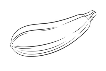 Ink sketch engraving squash isolated on white background. Hand drawn vector illustration. Retro style For vegan products, brochures, restaurant menu, farmers market and organic food store. 
