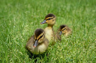 three ducklings in the grass