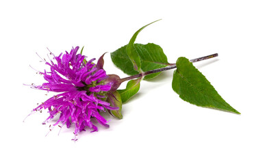 Beebalm Isolated on a White Background
