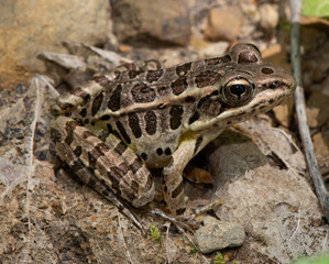 Pickerel Frog