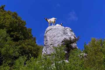 Animals of the island of Crete, mountain goats. Two goats climbing a high mountain