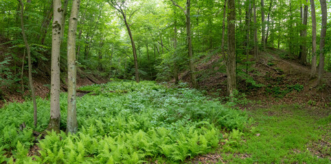 Ferns Landscape Panorama