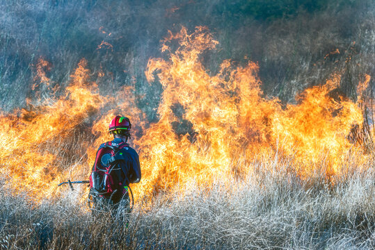 Firefighter Trying To Put Out A Forest Fire