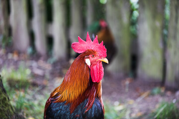 Ein bunter Hahn in Nachtansicht auf einem alten Bauernhof.
