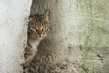 Street cat looking out of the wall corner