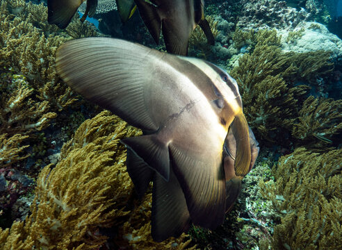 Longfin Spadefish Juvenile