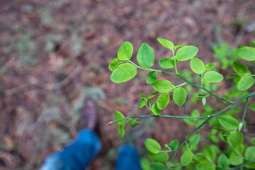 Looking down at green leaves in forest