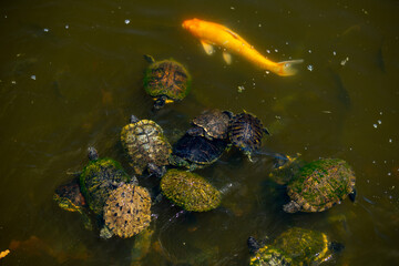 Obraz premium Photo of turtles in a pond