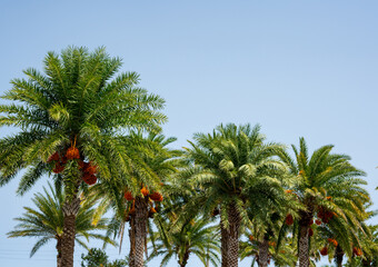 Photo of Date Palm trees on a light blue sky