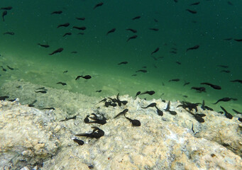 Unterwasseraufnahme von Kröten Kaulquappen in einem See