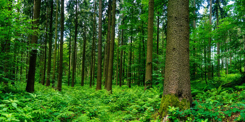 dicht bewachsener europäischer wald als panorama im frühling