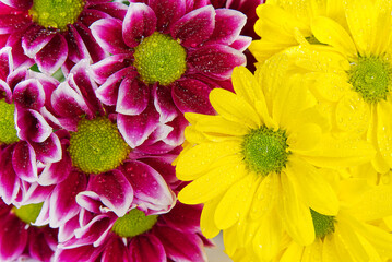 Beautiful fresh pink and yellow chrysanthemum, close-up shot, pink and yellow daisies flowers. close-up.