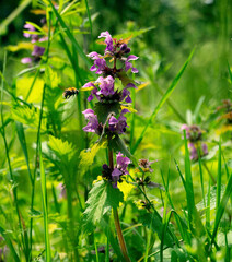 wiesensalbei mit hummel umgeben von wildem gras an einem warmen frühlingstag