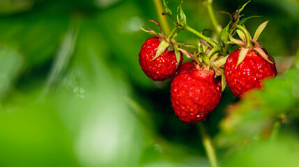 Fresh strawberries growing in the garden