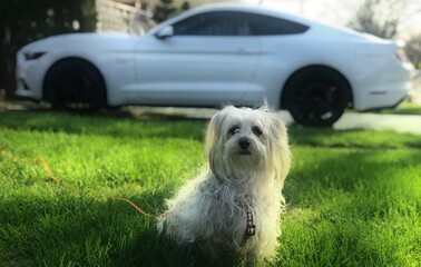 dog in a car