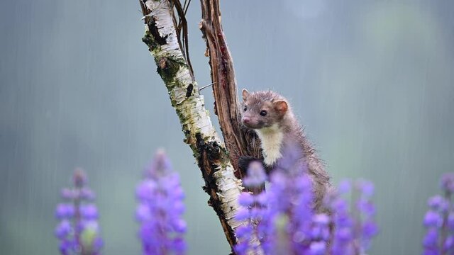 The beech marten (Martes foina) on a tree looking for food and looking around. Very heavy rain and wind, in the foreground are purple flowers of Lupinus polyphyllus.