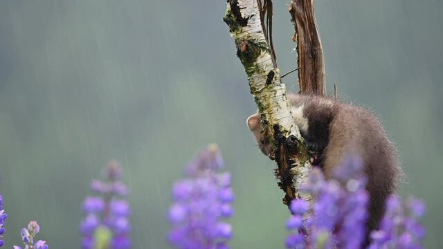 The beech marten (Martes foina) on a tree looking for food and looking around. Very heavy rain and wind, in the foreground are purple flowers of Lupinus polyphyllus. 