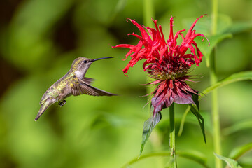 Ruby throated hummingbird feeding from red monarda bee balm flower in garden