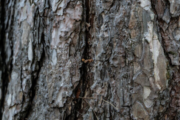 Textured detailed close up of tree bark. Nature background wallpaper