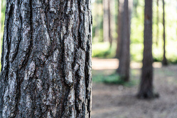 Close up texture detail of a tree with forest trees in the background. Hiking lifestyle picture