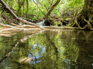 Tranquil streaming river in middle of forest
