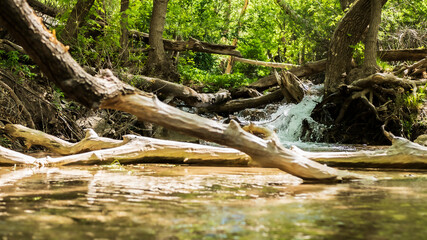 Logs in streaming river surrounded in forest