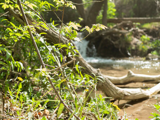 Hidden path in forest with streaming river in background