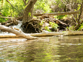 Logs in streaming river surrounded in forest