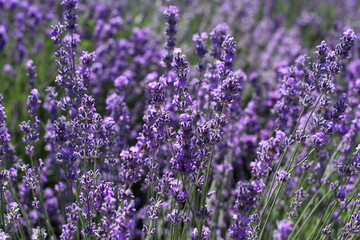 Obraz premium Blooming lavender flowers on the field on a sunny summer day.