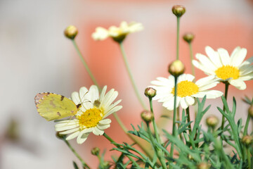 Mariposa & Margaritas
